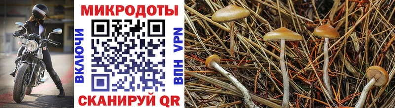 что такое Андреаполь Галлюциногенные грибы прущие грибы